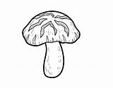 Mushroom Coloring Shiitake Coloringcrew sketch template
