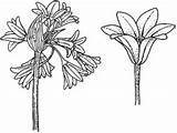Triquetrum Allium Plantnet Apni sketch template