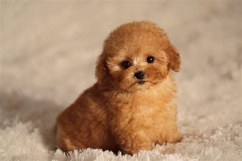cutest dog breeds  puppies readers digest