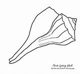 Oyster Whelk Shell Seashell Seashells Clip Printout Getdrawings sketch template