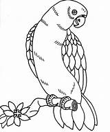Coloring Pages Tropical Bird Parrot Getcolorings Printable Realistic sketch template