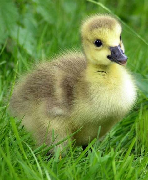 baby goose cute animals pinterest