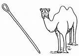 Needle Coloring Camel Pages Camels Kids Sheets Getcolorings Color Disimpan Dari sketch template