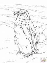 Coloring Penguin Realistic Magellanic Pages Printable Penguins Paper Drawing Sea Ocean Animals sketch template
