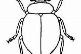 Beetle Coloring Pages Longhorn Elderberry Valley sketch template