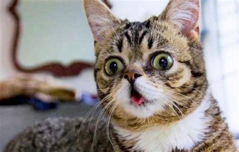 lil bub and friendz internet cat meme film gets first