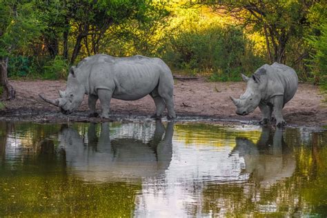 khama rhino sanctuary botswana vse  potrebujete vedet