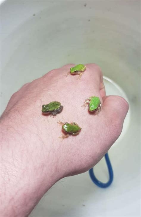 baby tree frogs rfrogs