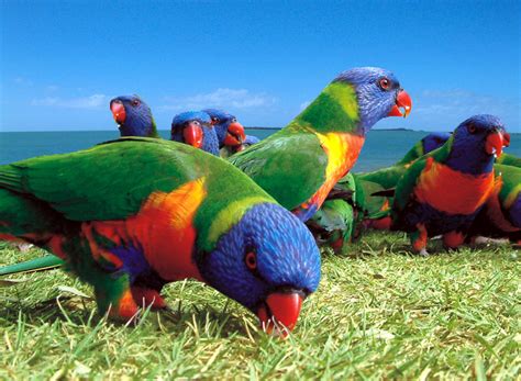 Rainbow Lorikeet Parrot New Wallpapers Hd 2012