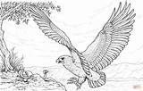 Adler Hawk Aguila Osprey Zum Cazando Harpy Eagles Pescatore Falco Ausmalen Aigle Ausmalbild Coloringtop Goog Neocoloring Lagret sketch template