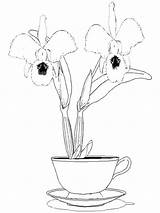 Coloring Pages Orchid Print Narcissus Chrysanthemum sketch template