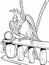 Parrot Coloring Pages Pirate Printable Color Visit Books sketch template
