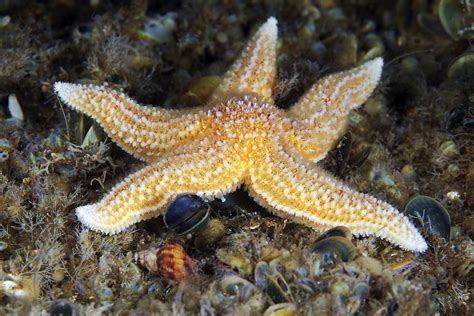 common starfish photograph  alexander semenov