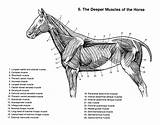 Equestrian Equine Trigger Myofascial Anatonmy Deeper sketch template