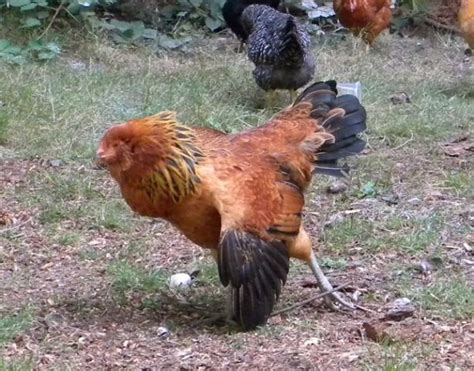 strange chicken pose