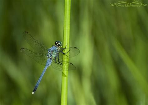 male eastern pondhawk mia mcphersons   wing photography
