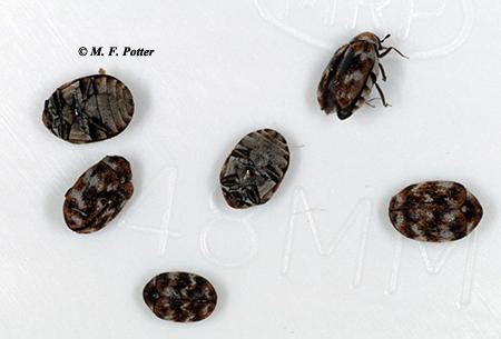 carpet beetle bugs  bed psoriasisgurucom