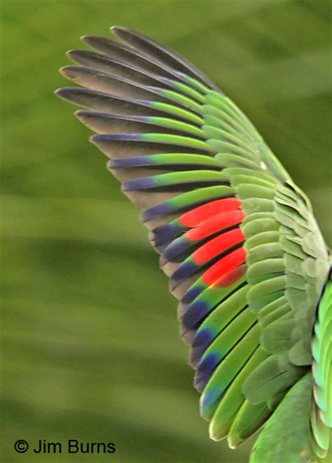 costa rica red lored parrot