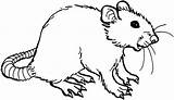 Rat Coloring Pages Sheet Getcolorings Color Printable Template sketch template