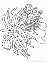 Coloring Pages Sea Ocean Anemone Plants Seaweed Printable Underwater Urchin Cattail Coral Waves Kids Getcolorings Oceans Seas Natural Adults Colouring sketch template