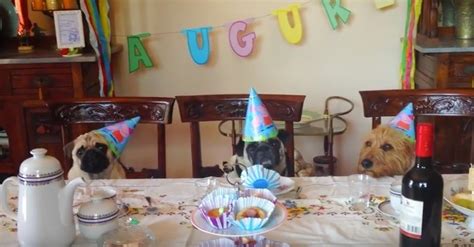 video  grand birthday celebration   pug     ages leashes optional