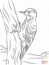 Woodpecker Coloring Pages Printable Fulvous Breasted Woodpeckers Drawing Nuthatch Pileated Template sketch template