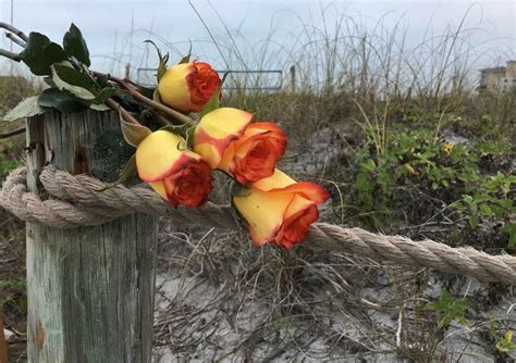 pin  beach nut   coastal roses plants rose coastal