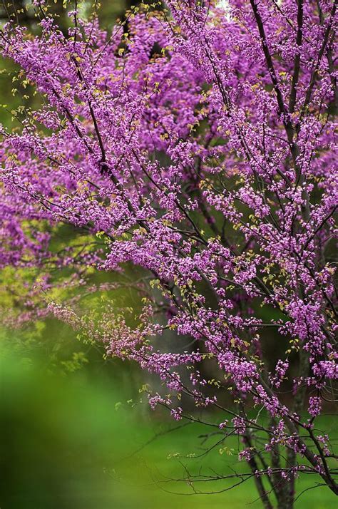 Eastern Redbud Cercis Canadensis Photograph By Maria