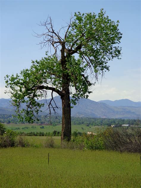 lone  cottonwood tree picture  photograph  public domain