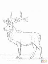 Deer Coloring Pages Buck Drawing Printable Doe Deers Dear Drawings Sketch sketch template