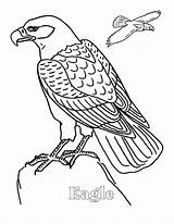 Coloring Eagle Pages Bald Color Kids Printable Sheet Print Clipart Animal Animals Colouring Animalstown Flying Desen Bird Falcon Drawings Popular sketch template