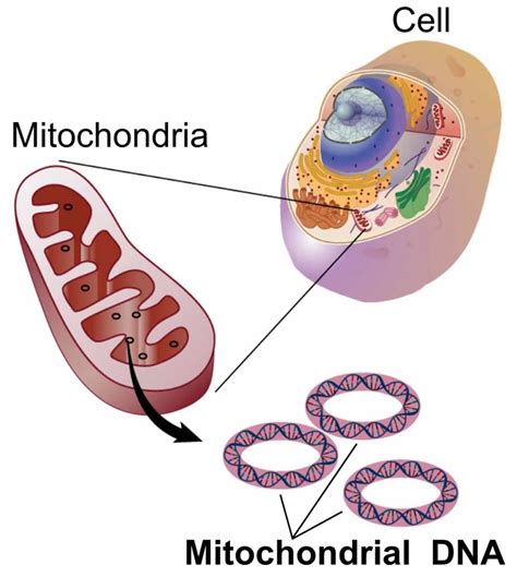 mitochondria location mitochondria cell  mitochondria function