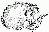 Guinea Pig Meerschweinchen Pigs Ausmalbild Zum Malvorlagen Malvorlage Bestcoloringpagesforkids Colouring Konabeun Colorings Markus Axelsen sketch template
