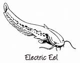 Eel Electric Coloring Pages Drawing Fan Clipart Color Drawings Paintingvalley Library sketch template