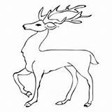 Stag Coloring Deer Pages Standing Surfnetkids Designlooter Drawings Top 200px 72kb sketch template