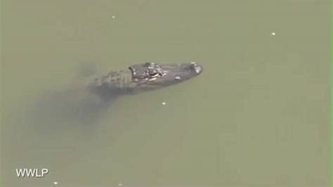 seekor aligator raksasa menyantap  anjing vidio