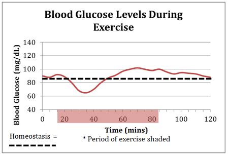 lesson  balancing glucose  understanding homeostasis preview ct stem