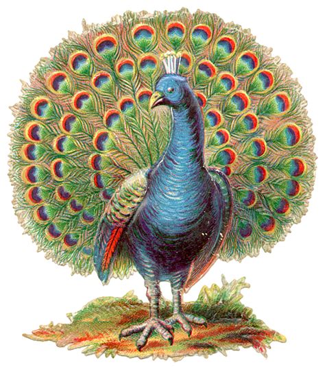 Take Your Picture Vintage Peacock 1800 S Illustration
