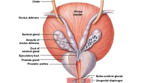 Wiring And Diagram Diagram Of Urethra And Bladder Female