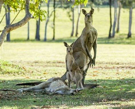 Mourning Kangaroo Was Trying To Mate Says Expert Bbc News