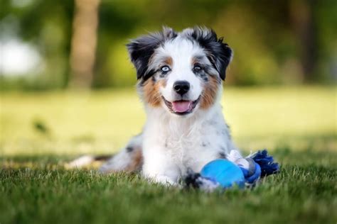 complete mini australian shepherd guide   read facts perfect dog breeds