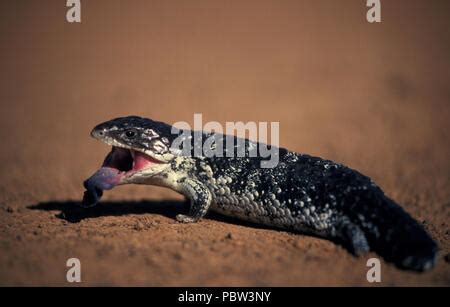 shingleback  australian sleepy lizard stock photo alamy