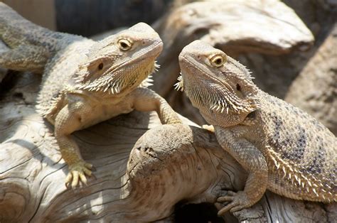 diary   mad pet enthusiast species   day bearded dragon