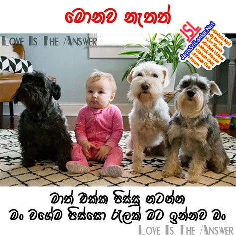 Download Sinhala Joke 200 Photo Picture Wallpaper Free
