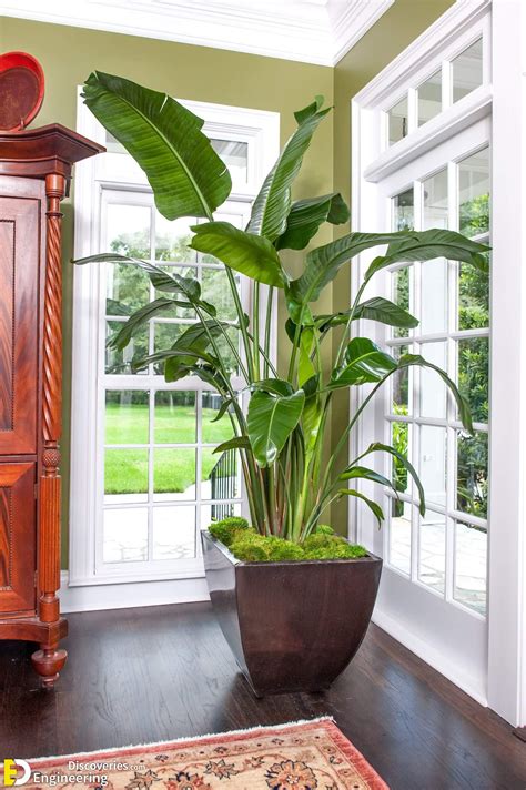 indoor green plants   home   fresher  cooler engineering discoveries