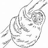 Sloth Coloring Toed Xcolorings sketch template