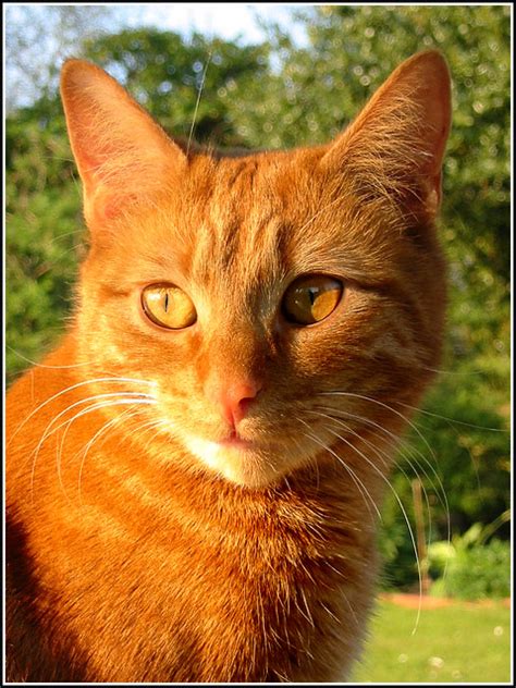 ginger cat flickr photo sharing