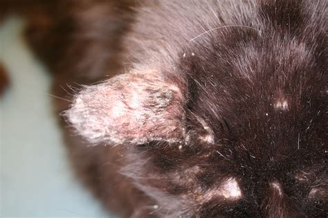 ringworm  cats   treatable animal dermatology referral
