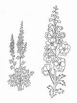 Larkspur Flower Coloring Pages Drawing Tattoo Flowers July Drawings Printable Birth Delphinium Line Tattoos Draw Mycoloring Board Month Gladiolus Designlooter sketch template