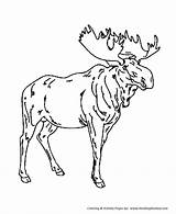 Coloring Pages Moose Wild Animal Kids Drawing Male Animals Honkingdonkey Sheet Getdrawings Popular sketch template